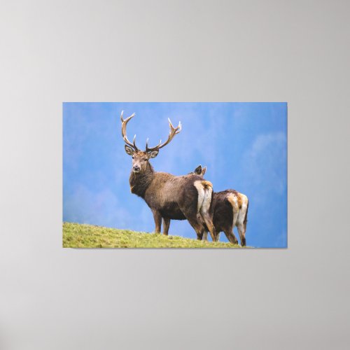 Deer Canvas Print