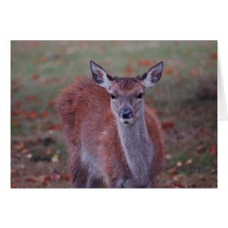 Deer Cards