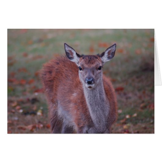 Deer Cards (Front Horizontal)