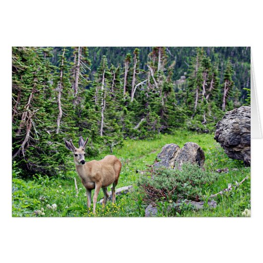 Deer Cards (Front Horizontal)