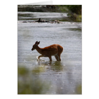 Deer Cards