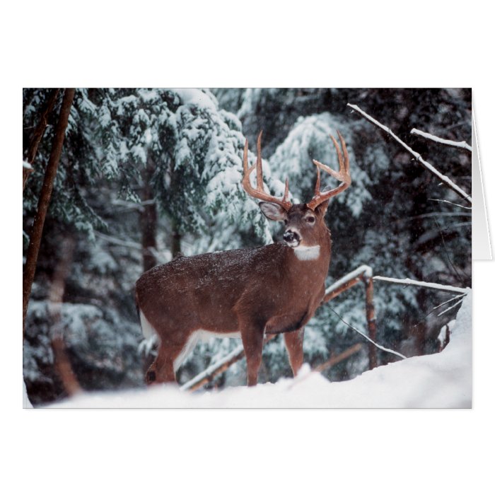 Deer Christmas Card