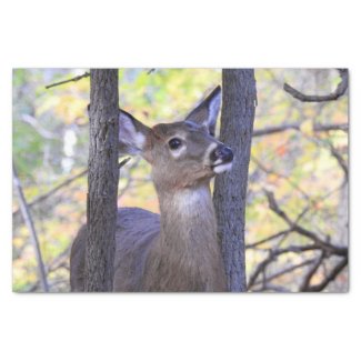 Deer Close-Up