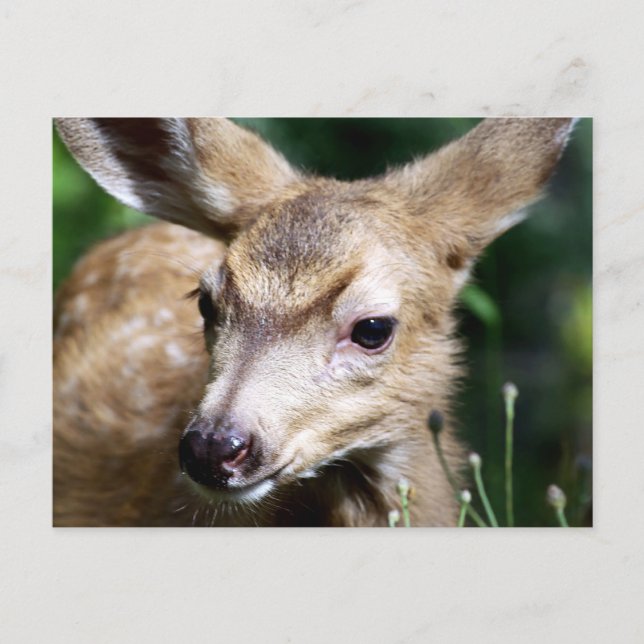 Deer Closeup Postcard (Front)