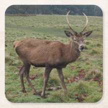 Deer Coasters