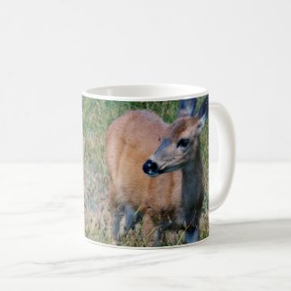 Deer