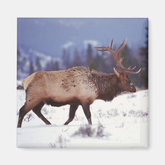 Deer Country Magnet