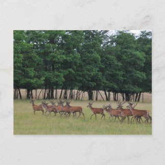 Deer crossing postcard
