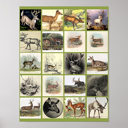 Deer doe bcuks animal nature wildlife art collage poster