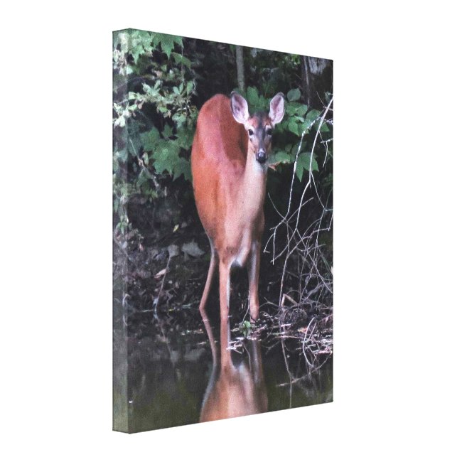 Deer Drinking at the Forest Pond Canvas Print