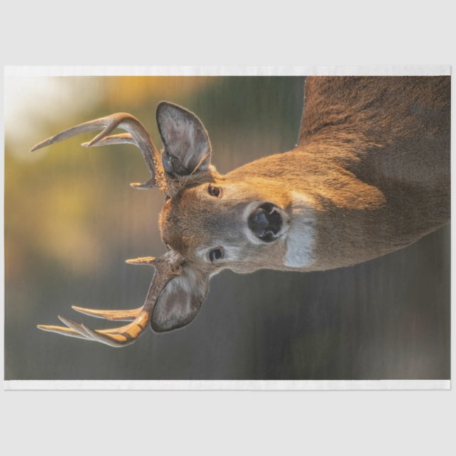Deer Face Tissue Paper (Front)