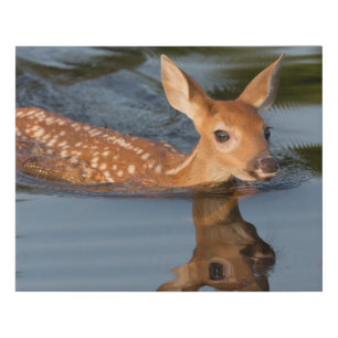 Deer Fawn   Minnesota Faux Canvas Print