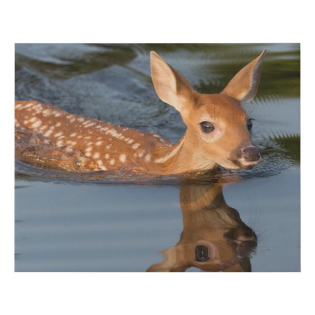 Deer Fawn | Minnesota Faux Canvas Print (Front)