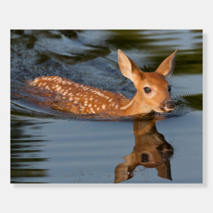 Deer Fawn   Minnesota Foam Board