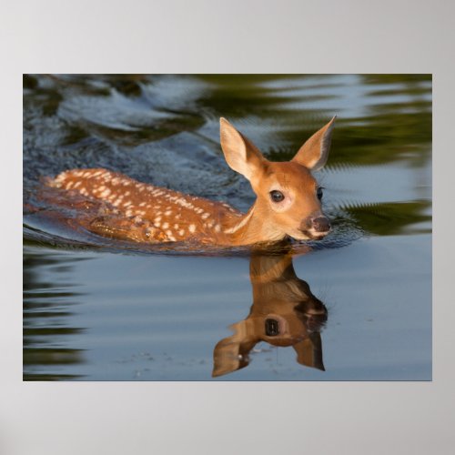 Deer Fawn  Minnesota Poster