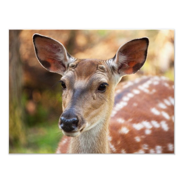 Deer Fawn Portrait Photo Print (Front)