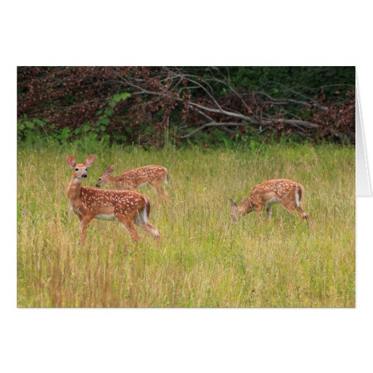 Deer Fawn Triplets Cards (Front Horizontal)