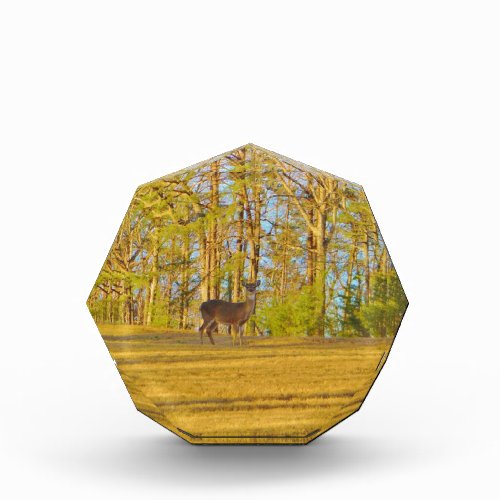 Deer Golden Grass blue Sky Acrylic Award