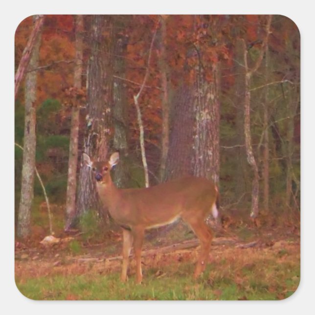 Deer , Green Grass red and Gold leaves Square Sticker (Front)