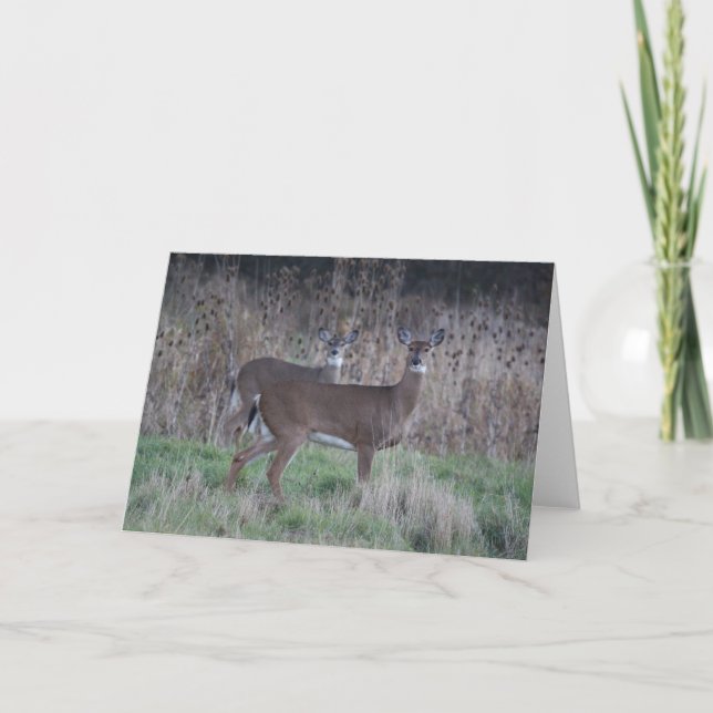 Deer greeting card (Front)
