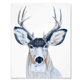 Deer Head in Pencil Photo Print