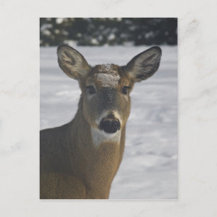 Deer Head Postcard