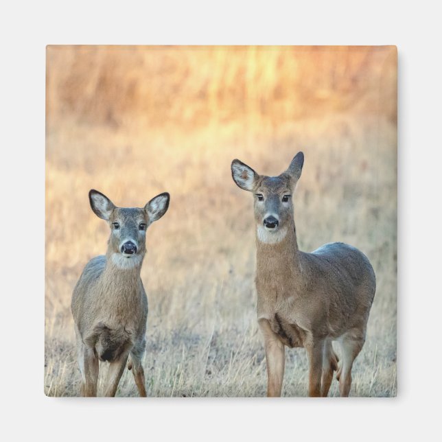 Deer in a field magnet (Front)