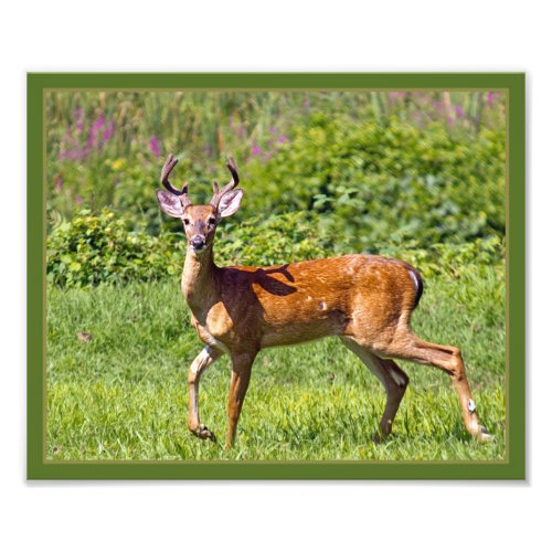 Deer In A Field Photo Print