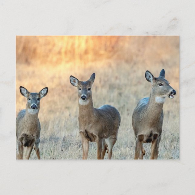 Deer in a field postcard (Front)