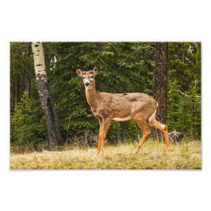 Deer in Alberta Canada Photo Print