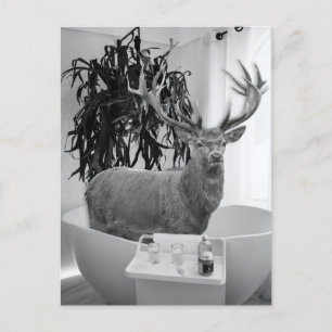 Deer in Bathtub Black White Bathroom art Postcard