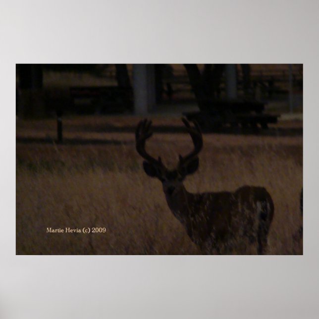 Deer in Dry Grass (3) Poster (Front)