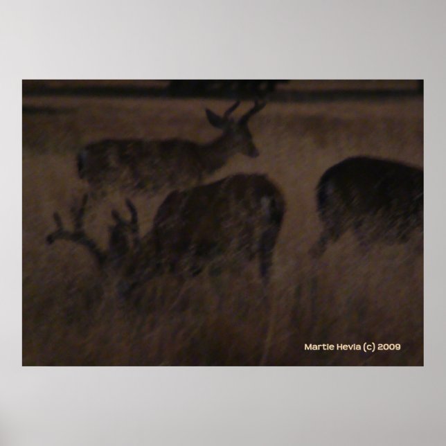 Deer in Dry Grass Poster (Front)