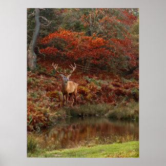 Deer in Fall Colors Poster