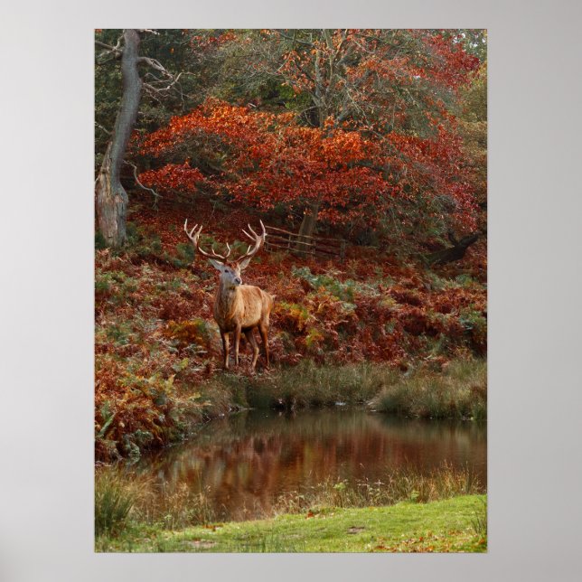 Deer in Fall Colors Poster (Front)