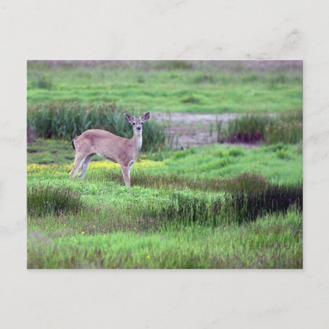 Deer in Field Postcard (Front)