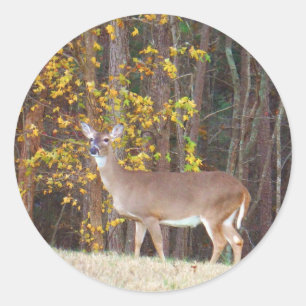 Deer in Front of Yellow Autumn Tree Classic Round Sticker
