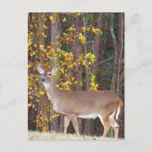 Deer in Front of Yellow Autumn Tree Postcard