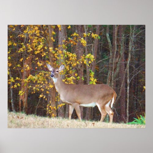 Deer in Front of Yellow Autumn Tree Poster