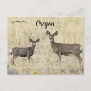 Deer in Klamath Falls Oregon USA Postcard