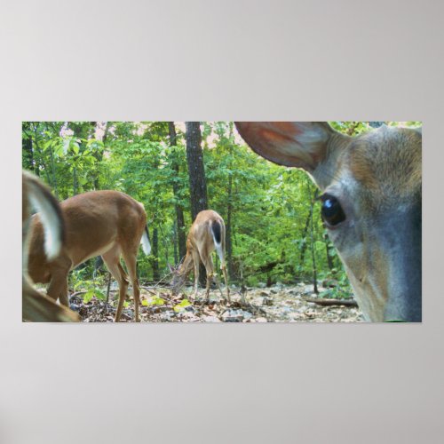 Deer In My Woods Fawns and Does Poster