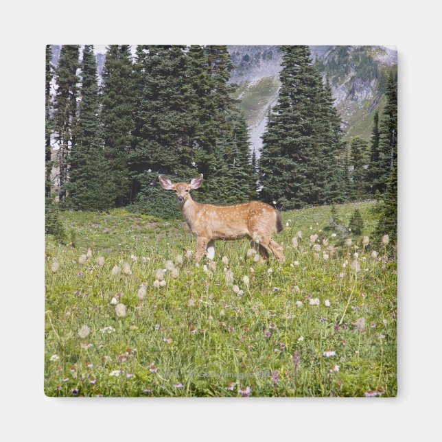 Deer in Paradise Park Magnet (Front)