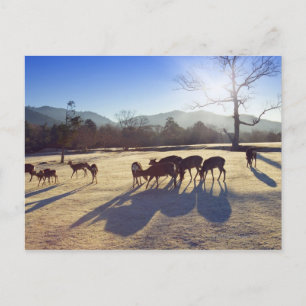 Deer in park in Nara, Nara Prefecture, Japan Postcard