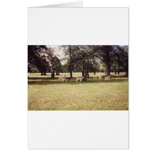 Deer in Richmond Park Cards (Front)