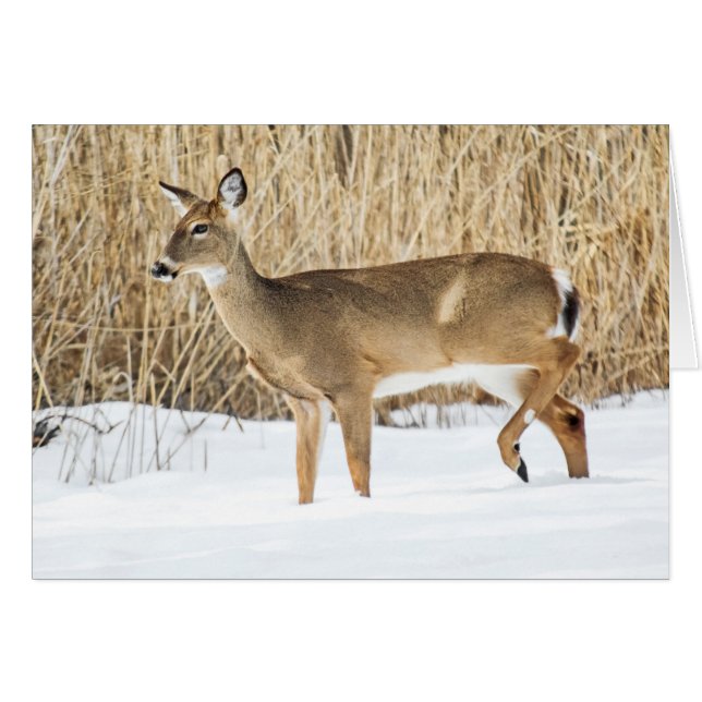 Deer in snow cards (Front Horizontal)