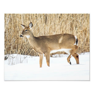Deer in snow photo print