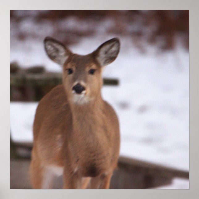 Deer In Snow Poster  (Front)
