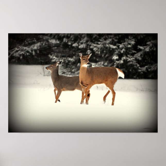 Deer in Snow Poster (Front)
