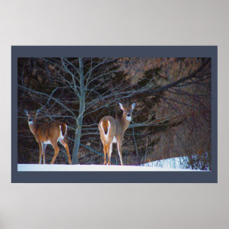 Deer in Snow Poster