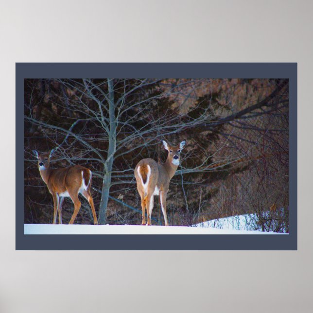 Deer in Snow Poster (Front)
